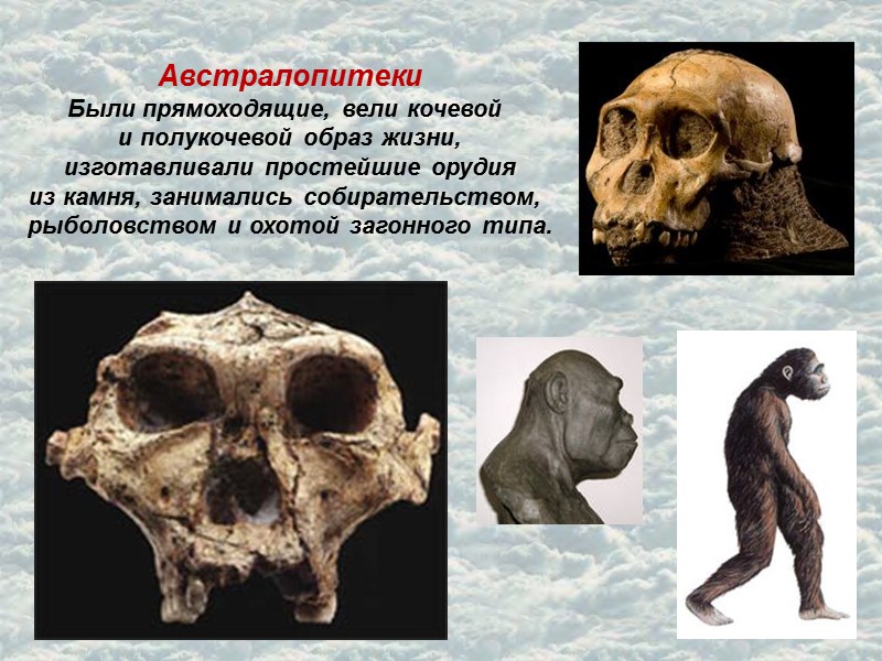 Австралопитеки Были прямоходящие, вели кочевой  и полукочевой образ жизни, изготавливали простейшие орудия из
